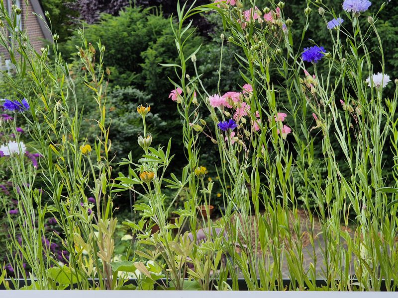 Bauerngarten im Balkonkasten