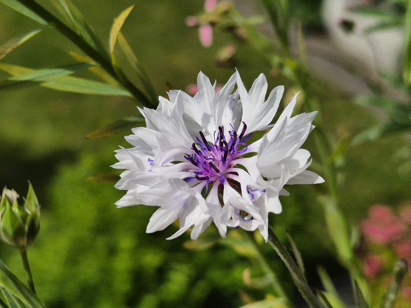 Bauerngarten im Balkonkasten Kornblume