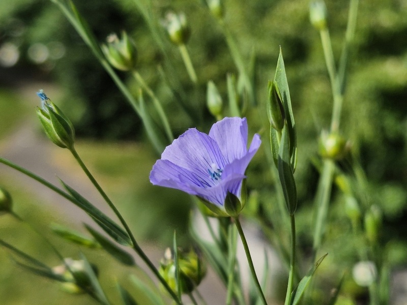 Bauerngarten im Balkonkasten Flachs