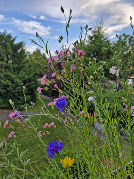 Bauerngarten im Balkonkasten