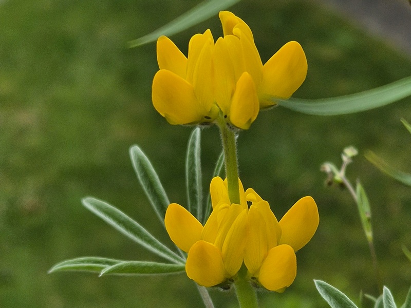 Bauerngarten im Balkonkasten